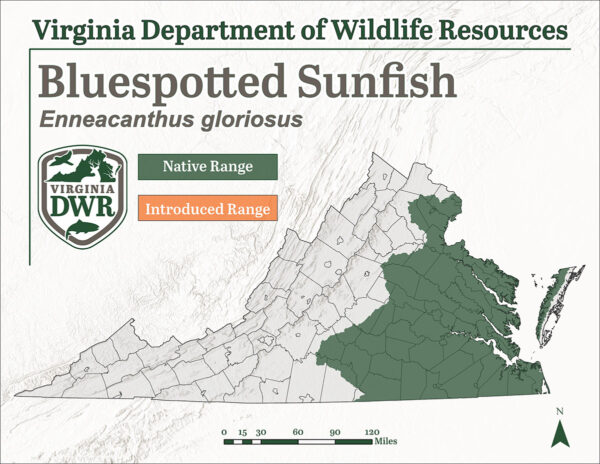 El pez luna de manchas azules se encuentra en las regiones más meridionales del estado, en la llanura costera y el piedemonte