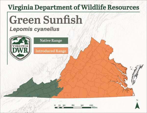 El pez luna verde se encuentra en todo Virginia; Pero es introducida y no es originaria de las regiones de la llanura costera y el piedemonte