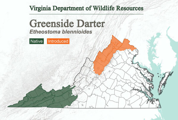El dardo verde se encuentra al norte de los montes Apalaches en Virginia y se ha introducido en las crestas montañosas más septentrionales del estado.