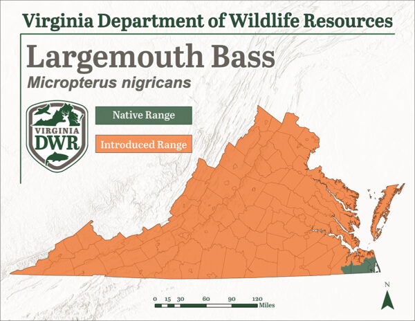 La lubina de boca grande originalmente solo se encontraba en una región de Virginia, pero se ha introducido en todas partes en los años posteriores