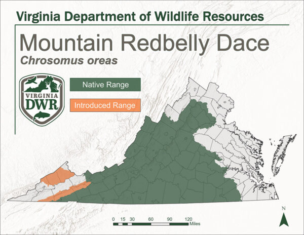 Un mapa del estado que muestra el hábitat del dace de vientre rojo de montaña. Nativo de la mayor parte de Virginia desde el centro hasta el oeste. Introducida en las partes del suroeste profundo del estado.