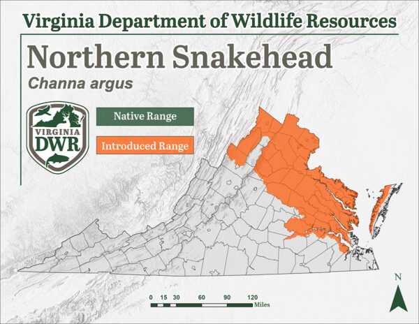 La cabeza de serpiente del norte es una especie introducida que se encuentra en la región noreste de Virginia