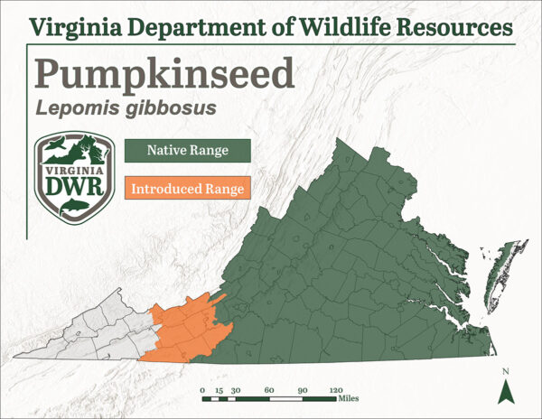 La semilla de calabaza se encuentra en la mayor parte de Virginia, excepto en la parte más occidental, se introducen todas las poblaciones occidentales más allá de los montes Apalaches