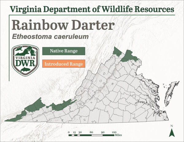 Un mapa de distribución de especies que muestra que el pez dardo arco iris habita solo 5 pequeñas áreas de Virginia en la frontera estatal a lo largo del área del extremo suroeste y los pocos condados del norte.