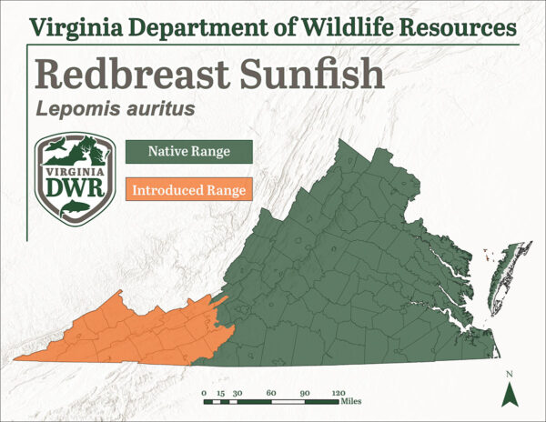 El pez luna de pecho rojo se encuentra en todo Virginia; Aunque las poblaciones más septentrionales son introducidas y no autóctonas