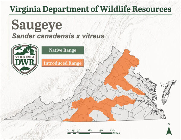 El Saugeye se ha introducido en unas pocas zonas dispersas de Virginia