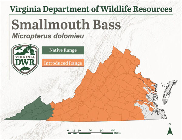 La lubina de boca pequeña se encuentra en toda Virginia