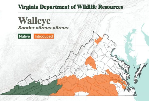 Un mapa que muestra la ubicación del hábito de la lucioperca en todo el estado. Originaria del suroeste de Virginia e introducida en la mayor parte de la región sur.