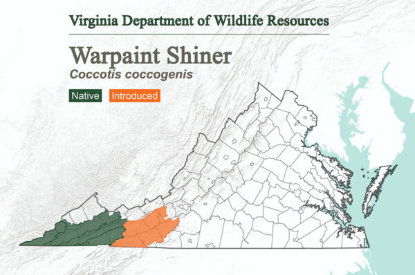 El brillo de pintura de guerra se encuentra en todo el extremo occidental de Virginia y se ha introducido en los límites más orientales de su dominio