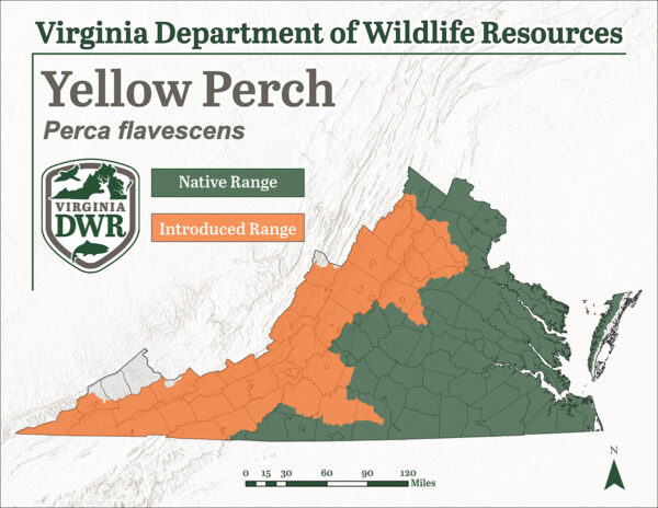El mapa de distribución de la perca amarilla muestra que se encuentra en todo el estado