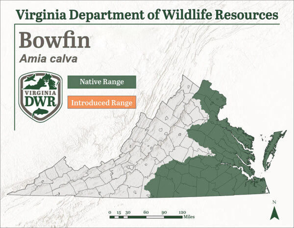 Mapa de Virginia que muestra el rango de ubicación donde vive la aleta arqueada. IT vive en casi la mitad del estado, desde la costa este hasta la zona central del estado.