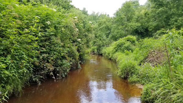 Un pequeño arroyo en la llanura costera de Virginia con un excelente hábitat para Chain Pickerel.