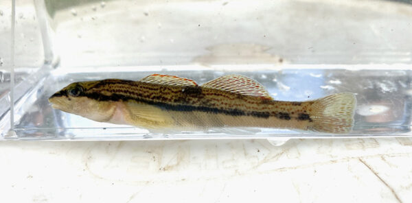 Un dardo ceniciento en un tanque de observación.