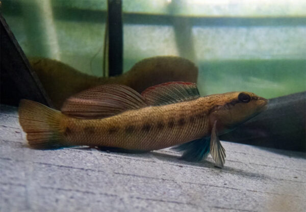 Una vista lateral de cerca de Ashy Darter en un tanque.