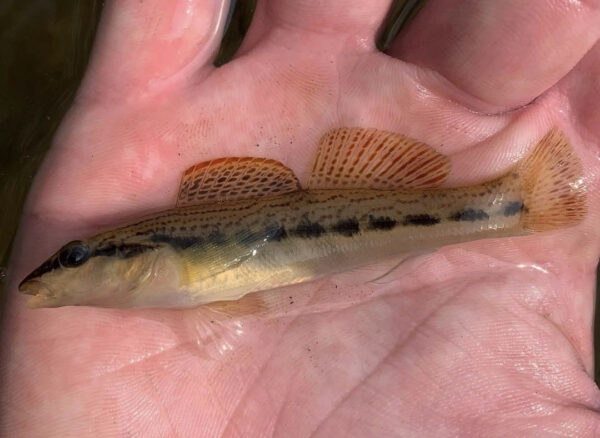 Una imagen de Ashy Darter