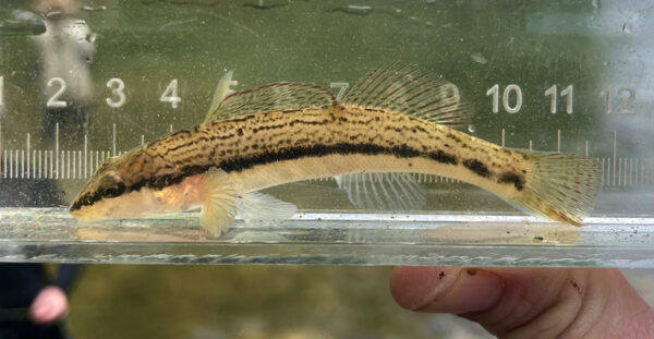 Un dardo ceniciento siendo visto en un pequeño acuario.