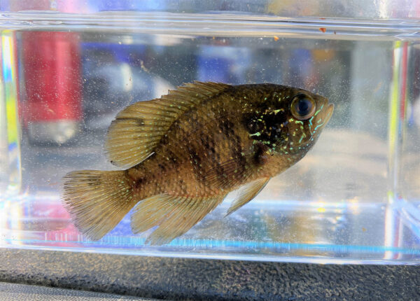 Una imagen del pez luna anillado