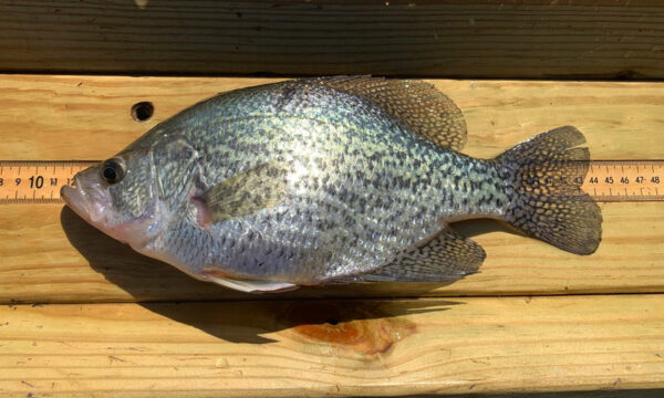 Una imagen de Black Crappie