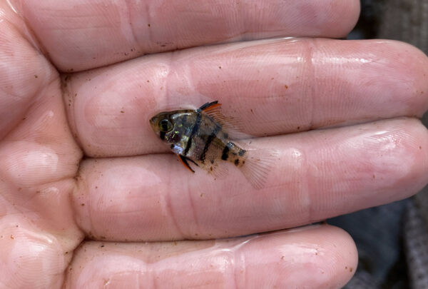 Un pez luna juvenil de banda negra observado durante un evento de muestreo del DWR. ©Foto de Maddie Cogar