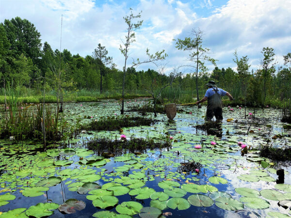 Una imagen del hábitat nativo del pez luna de banda negra con vegetación acuática espesa y corrientes tibias