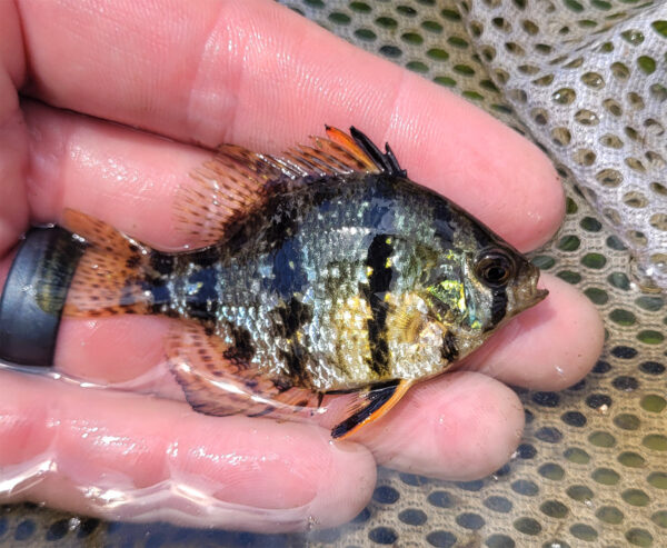 Una imagen del pez luna de banda negra