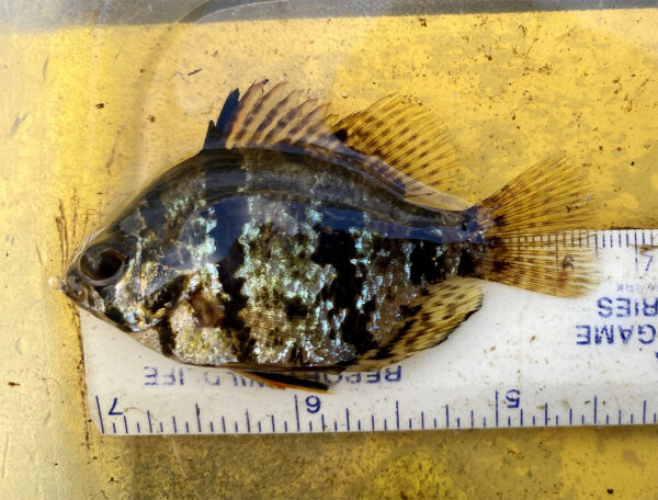 Un pez luna de banda negra siendo medido durante un estudio de monitoreo de población. ©Foto de Maddie Cogar