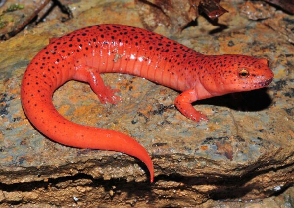 Una imagen de la salamandra roja de Blue Ridge