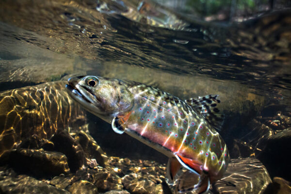 Una trucha de arroyo de colores brillantes con la parte inferior anaranjada claramente visible