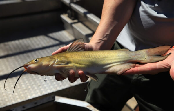 Una imagen del bagre de canal