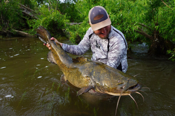Una imagen del bagre de cabeza plana