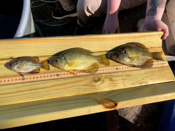 Una imagen de tres voladores de diferentes edades que se recogieron durante las encuestas