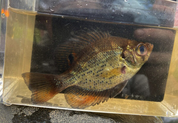 Una imagen de un volante dentro de un tanque de retención con fines de identificación