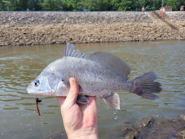 Una imagen de Freshwater Drum
