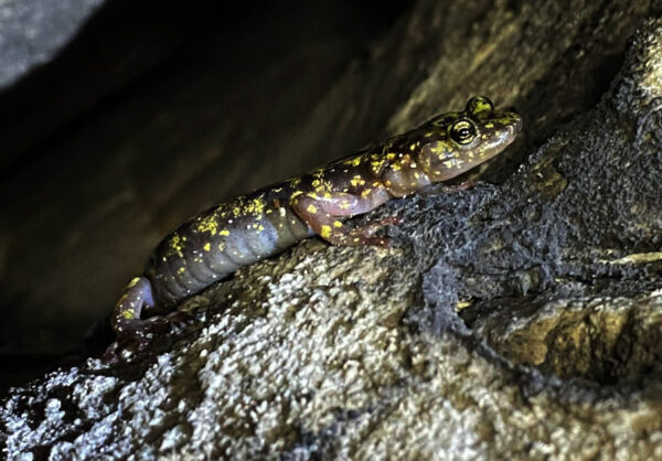 Una imagen de Salamandra Verde