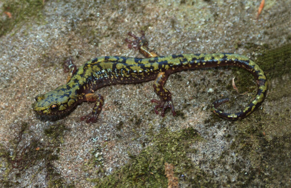 Una salamandra verde tendida sobre la roca.