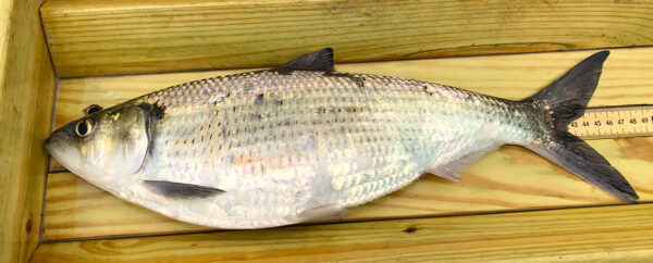 Una hembra grávida de Hickory Shad siendo procesada durante el muestreo de la comunidad de peces. ©Alan Weaver - DWR