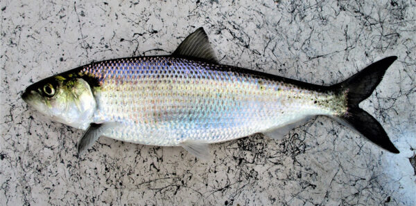 Un Hickory Shad adulto. ©Tim Aldridge