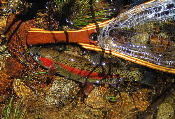 Una imagen de la trucha arco iris