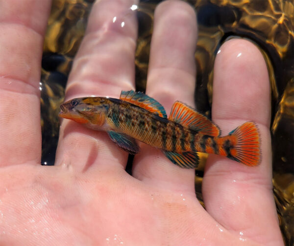 Una imagen de Rainbow Darter