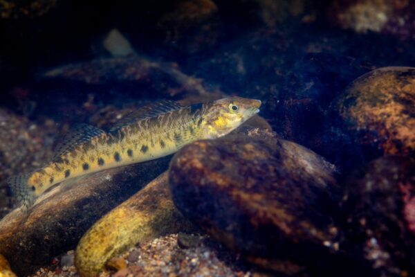 Una imagen de Roanoke Logperch