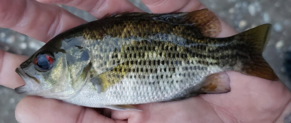 Especie-Foto-RockBass2
