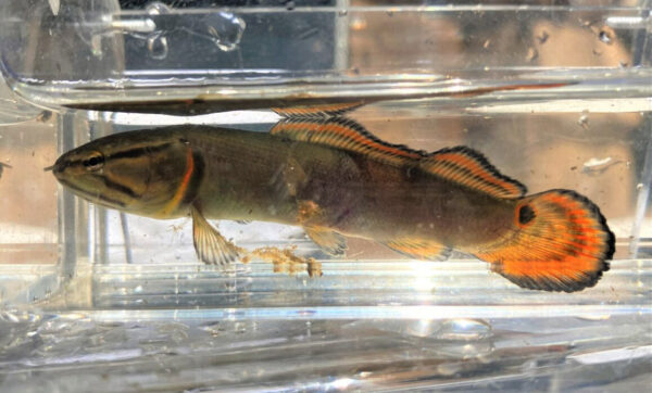 Un juvenil de aleta roja de Bowfin. ©Madison Cogar - DWR