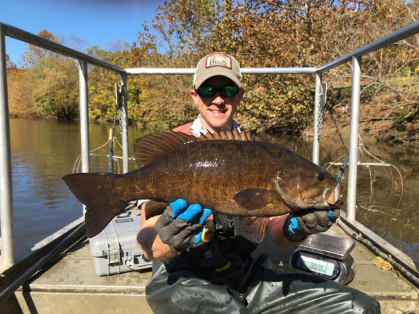 El biólogo pesquero Tyler Young muestra una lubina de boca pequeña capturada durante una encuesta comunitaria de peces en otoño.