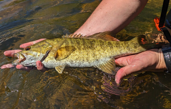 Una imagen de una lubina de boca pequeña antes del desove para mostrar la coloración reproductiva