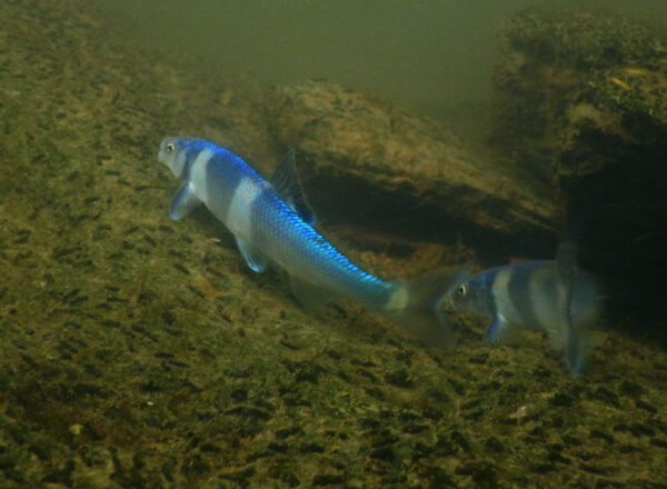 Una imagen de Spotfin Chub