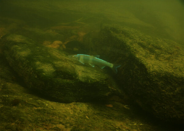 Un Spotfin Chub explorando la zona bentónica en busca de alimento.
