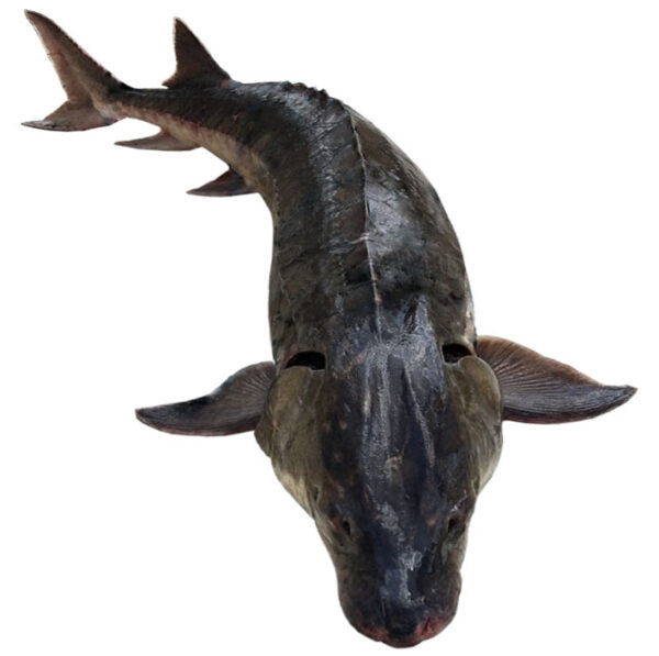 Un esturión atlántico adulto.