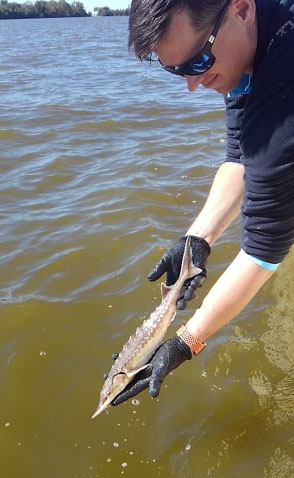 Hombre sosteniendo un pequeño esturión atlántico juvenil, de aproximadamente un pie de largo, justo por encima de la superficie del agua.