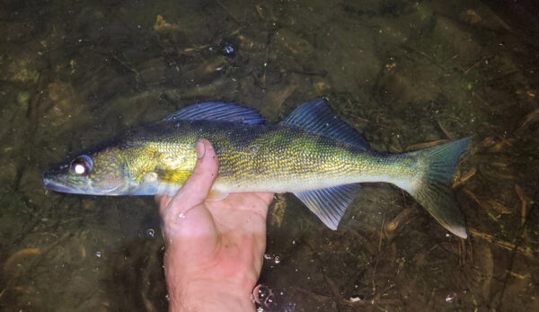 Una mano sosteniendo una lucioperca de tamaño mediano, un gradiente de peces de color verde claro a oscuro, justo debajo de la superficie del agua.
