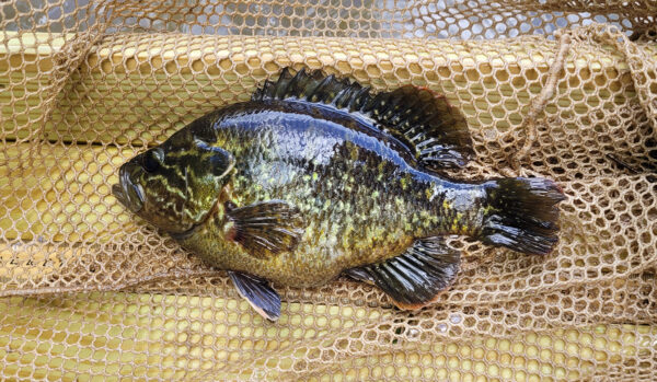 Una imagen de una boca de guerra con fines de identificación